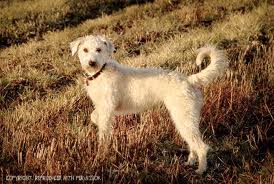 This Dog is called a Cesky Dog