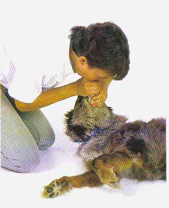 Man giving a dog CPR