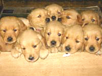 A whelping box with nine puppies.