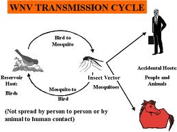 West Nile Virus Life Cycle