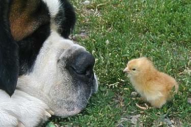 This dog wants his own pet and he got one. This little bird is not a toy.