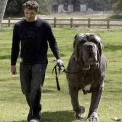 World Largest Dog