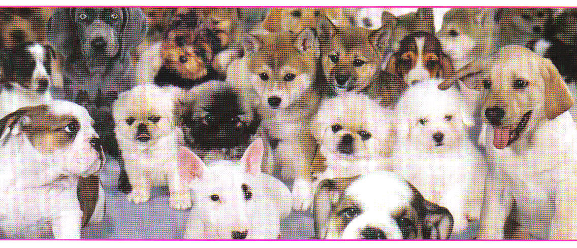 This picture shows many different dog breeds.