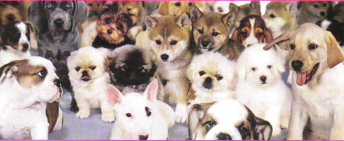 This Picture Shows A large group of adorable puppies, all are saying. My Needs are Simple and Few.