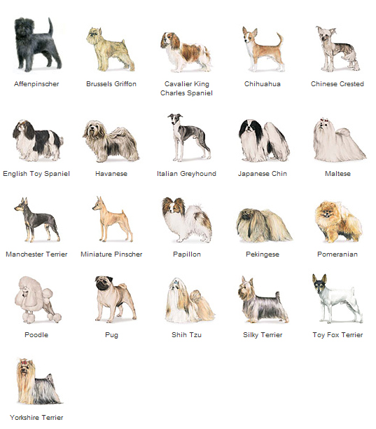 Chart of Hypoallergenic Small Dog Breeds