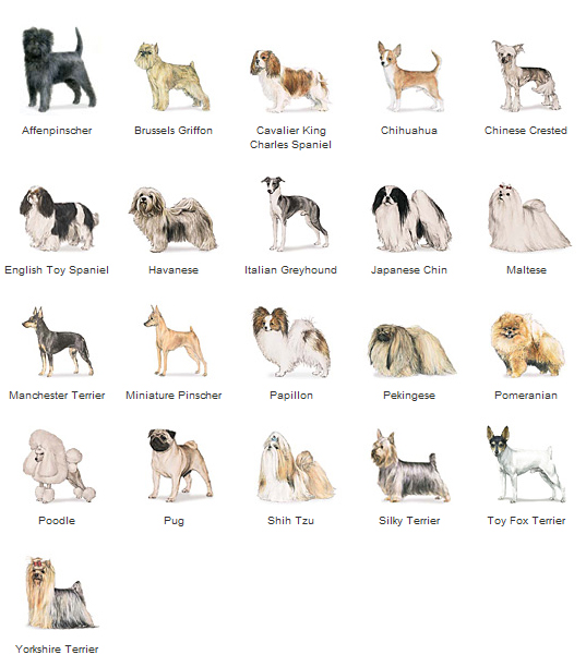 Hypoallergenic dogs hotsell small breeds