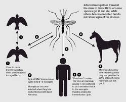 West Nile Virus Life Cycle