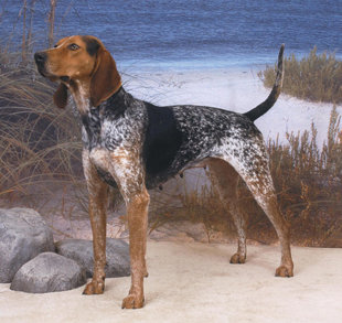 The American Coon Hound.

The Animal Poison Control Center is spreading the word about five plants that can make pets sick.
