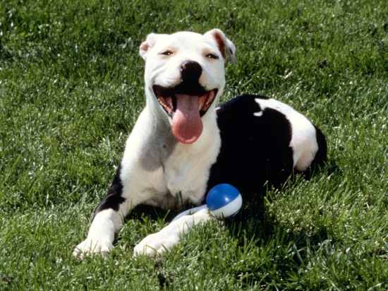 This is a beutiful American Pit Bull Terrier