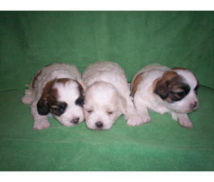 Three adorable bijonpoodlemix puppies.
