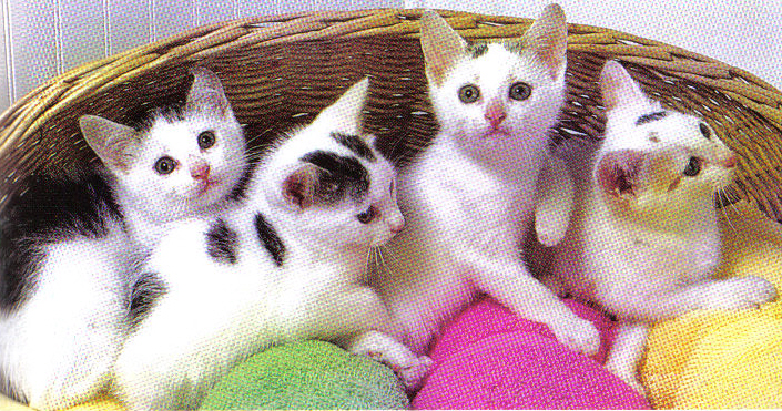 Four Adorable Kittens