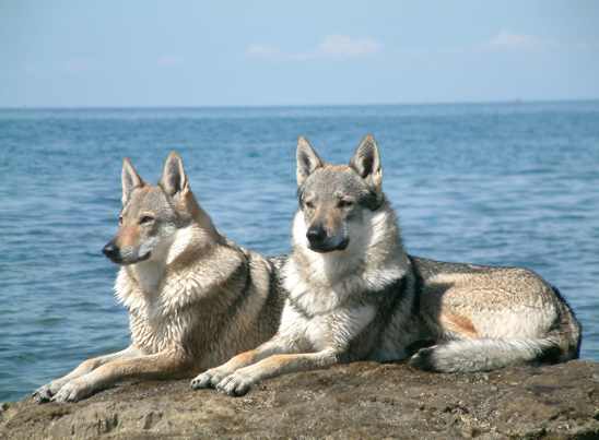 THIS BEUTIFUF PAIR OF DOGS ARE CALLED CZRCHOSLOVAKIAN WOLFDOGS