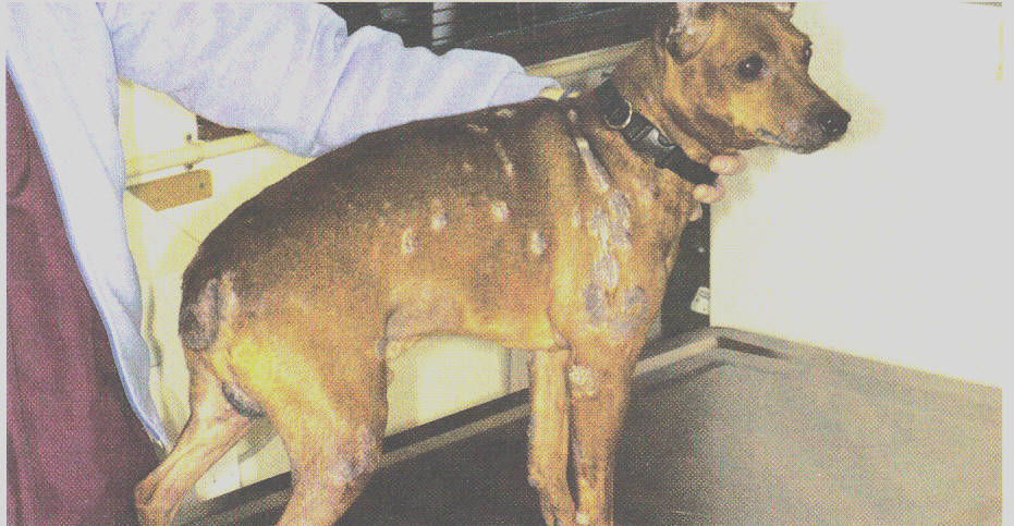 How do you recognize dermatitis in dogs?