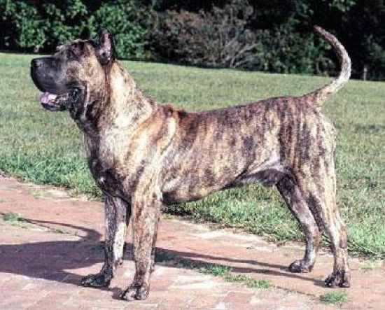 This dog is DOGO CAMARIO PRESA.