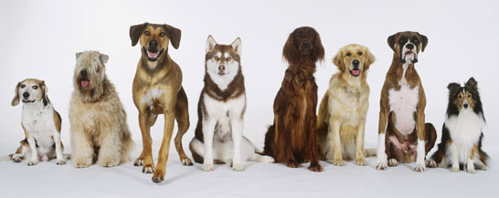 This picture shows eight differend dog breeds.