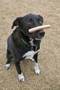 A dog balancing a bone on his nose.