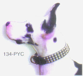 Pyramid Leather Dog Collars ON A DOG