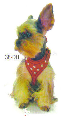 Dog with red studdes harness