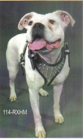 Pit bull with a beautiful spiked round edged harness,silver with black edge.