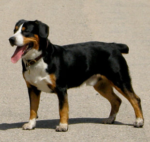 This dog breed is called Entlebucher.