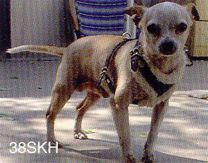 FLEECE LINED HARNESSES ARE IDEAL FOR SMALL DOGS OR DOGS WITH SENSATIVE SKIN, THEY PROVIDE COMFORT AND EXTRA SOFTNESS.
