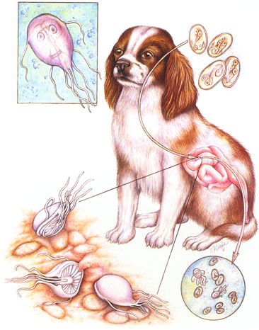 This diagram shows a dog with the lfe sycle of geardia explaind.