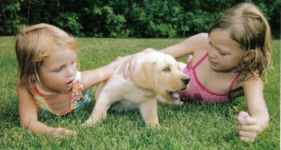 Two girls playing with a puppy in the grass.
Fighting Hypoglycemia In Puppies