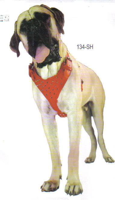 A large dog with red spiked dog harness