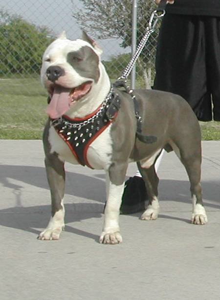 Pitbull With a harness