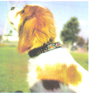 Rine Stone Leather Collar On Dog