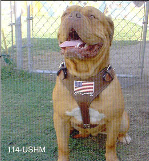 USA Flag DOG Harness
